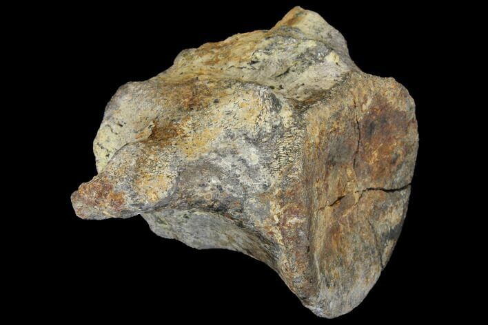 Ankylosaur (Polacanthus) Vertebra - Isle of Wight, England #129359